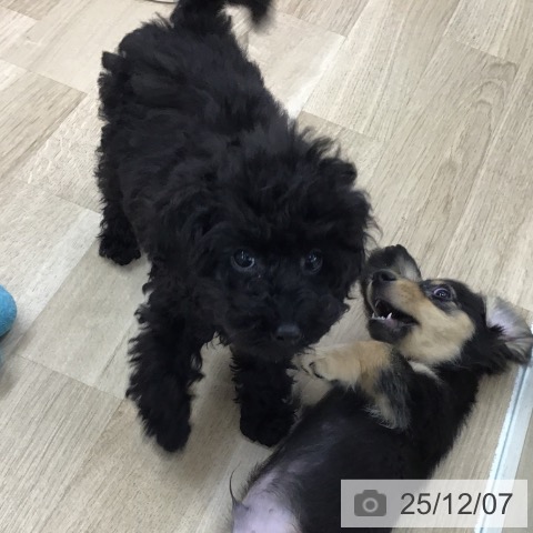 愛知県のトイプードル(トイ) (ペットプラス 千音寺店/2025年9月15日生まれ/女の子/ブラック)の子犬の4枚目の画像