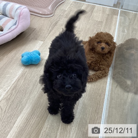 愛知県のトイプードル(トイ) (ペットプラス 千音寺店/2025年9月15日生まれ/女の子/ブラック)の子犬の3枚目の画像