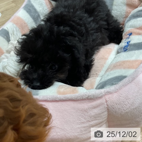 三重県のトイプードル(トイ) (ペットプラス 鈴鹿店/2025年9月15日生まれ/女の子/ブラック)の子犬の4枚目の画像