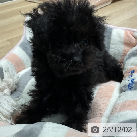 三重県のトイプードル(トイ) (ペットプラス 鈴鹿店/2025年9月15日生まれ/女の子/ブラック)の子犬の3枚目の画像