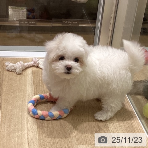東京都のマルチーズ (ペットプラス MARK IS 葛飾かなまち店/2025年9月19日生まれ/女の子/ホワイト)の子犬の4枚目の画像