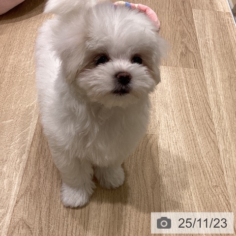 東京都のマルチーズ (ペットプラス MARK IS 葛飾かなまち店/2025年9月19日生まれ/女の子/ホワイト)の子犬の3枚目の画像