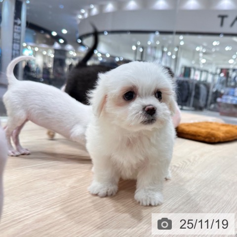 マルチーズの写真