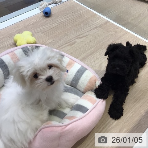 東京都のマルチーズ (ペットプラス 多摩平の森店/2025年9月19日生まれ/女の子/ホワイト)の子犬の4枚目の画像