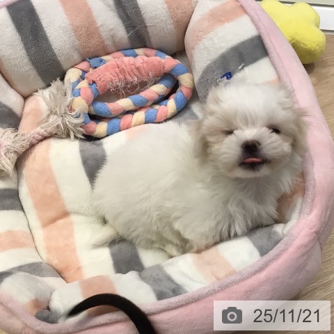 マルチーズの写真