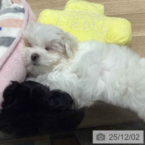 岩手県のマルチーズ (ペットプラス 盛岡南店/2025年9月19日生まれ/女の子/ホワイト)の子犬の4枚目の画像