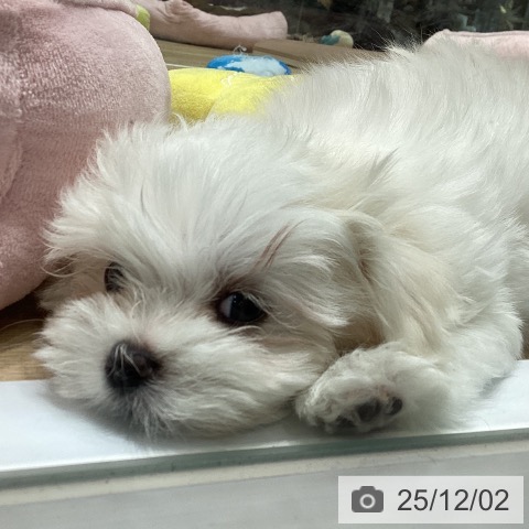 岩手県のマルチーズ (ペットプラス 盛岡南店/2025年9月19日生まれ/女の子/ホワイト)の子犬の3枚目の画像