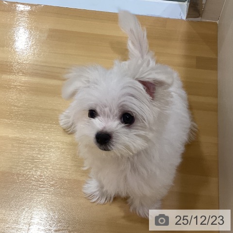 神奈川県のマルチーズ (ペットプラス ビアレ横浜店/2025年9月19日生まれ/女の子/ホワイト)の子犬の4枚目の画像