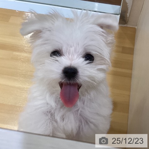 神奈川県のマルチーズ (ペットプラス ビアレ横浜店/2025年9月19日生まれ/女の子/ホワイト)の子犬の3枚目の画像