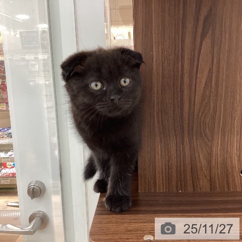 スコティッシュフォールドの写真