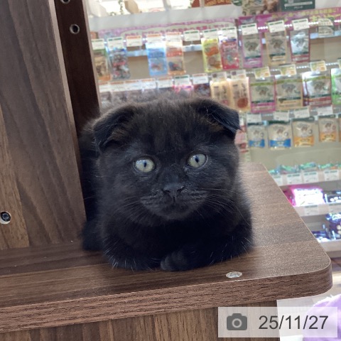 スコティッシュフォールドの写真