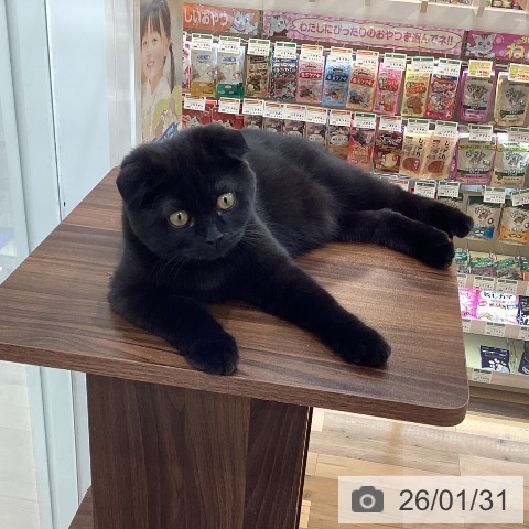 スコティッシュフォールドの写真