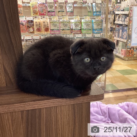 スコティッシュフォールドの写真