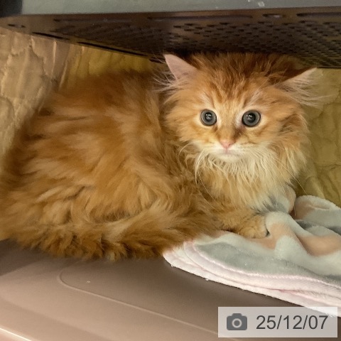 ラガマフィンの写真