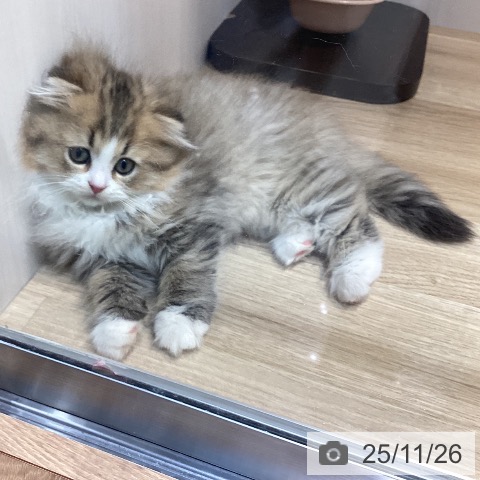 スコティッシュフォールドの写真