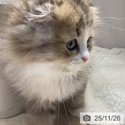 スコティッシュフォールドの写真