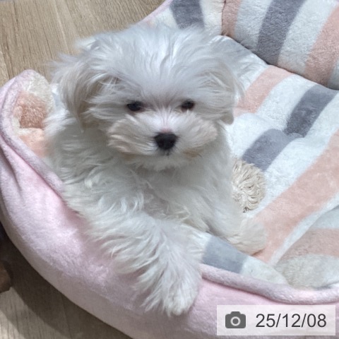 東京都のマルチーズ (ペットプラス 立川高島屋S.C.店/2025年9月15日生まれ/男の子/ホワイト)の子犬の4枚目の画像