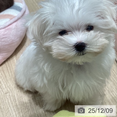 東京都のマルチーズ (ペットプラス 立川高島屋S.C.店/2025年9月15日生まれ/男の子/ホワイト)の子犬の3枚目の画像