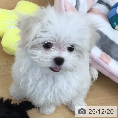 青森県のマルチーズ (ペットプラス 青森浜田店/2025年9月15日生まれ/女の子/ホワイト)の子犬の4枚目の画像
