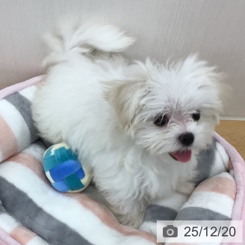青森県のマルチーズ (ペットプラス 青森浜田店/2025年9月15日生まれ/女の子/ホワイト)の子犬の4枚目の画像