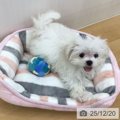 青森県のマルチーズ (ペットプラス 青森浜田店/2025年9月15日生まれ/女の子/ホワイト)の子犬の3枚目の画像