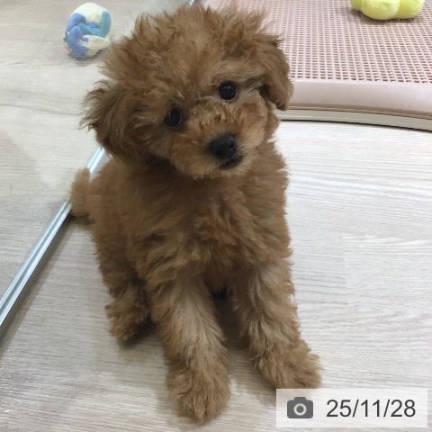 トイ・プードルの写真