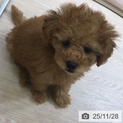 トイ・プードルの写真