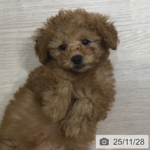 トイ・プードルの写真