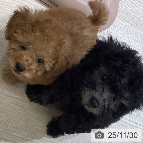 富山県のトイプードル(トイ) (ペットプラス 高岡店/2025年9月19日生まれ/男の子/レッド)の子犬の3枚目の画像