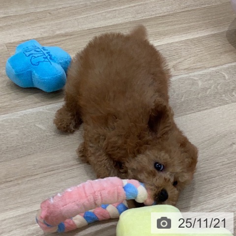 トイ・プードルの写真