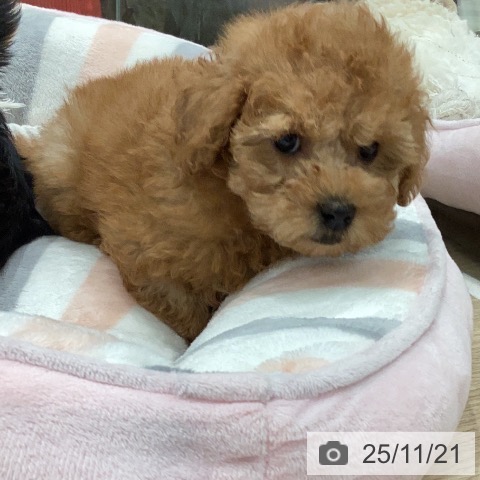 トイ・プードルの写真