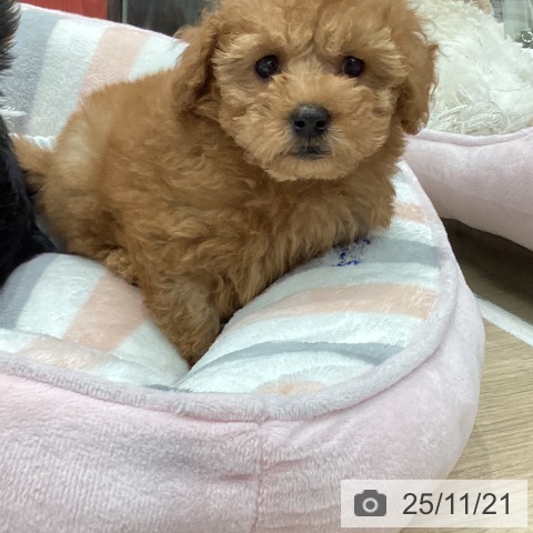 トイ・プードルの写真