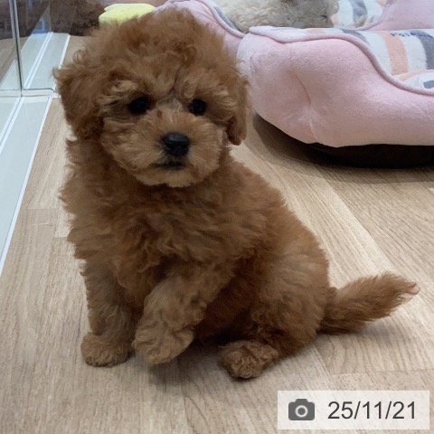 トイ・プードルの写真