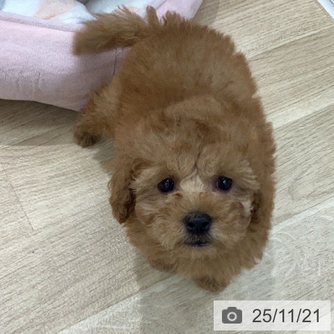 トイ・プードルの写真