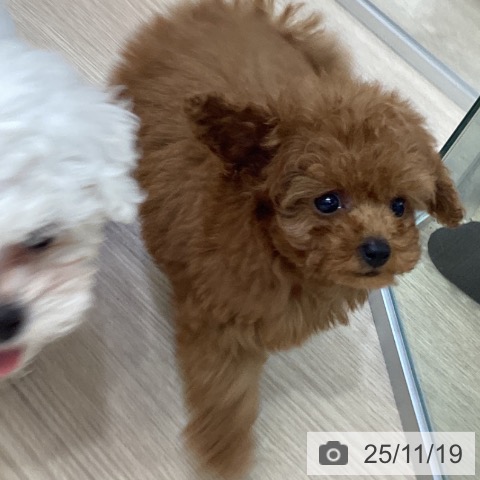 トイ・プードルの写真