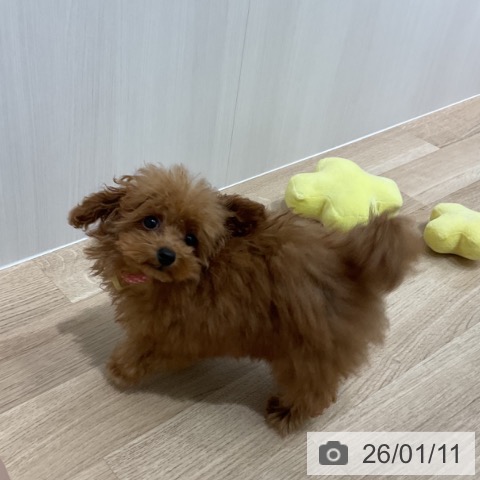 愛知県のトイプードル(トイ) (ペットプラス 熱田店/2025年9月11日生まれ/女の子/レッド)の子犬の4枚目の画像