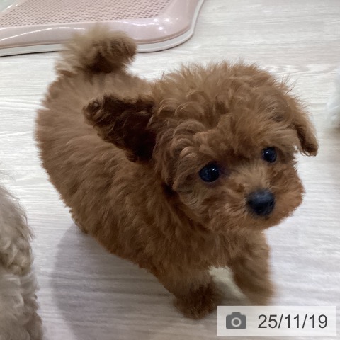 トイ・プードルの写真