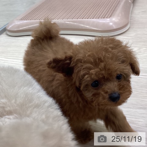 トイ・プードルの写真