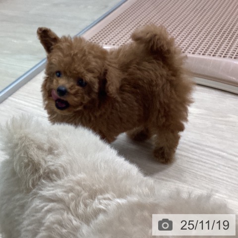 トイ・プードルの写真