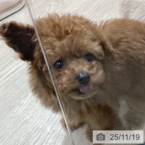 トイ・プードルの写真