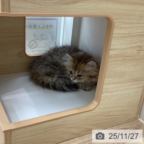 ミヌエットの写真