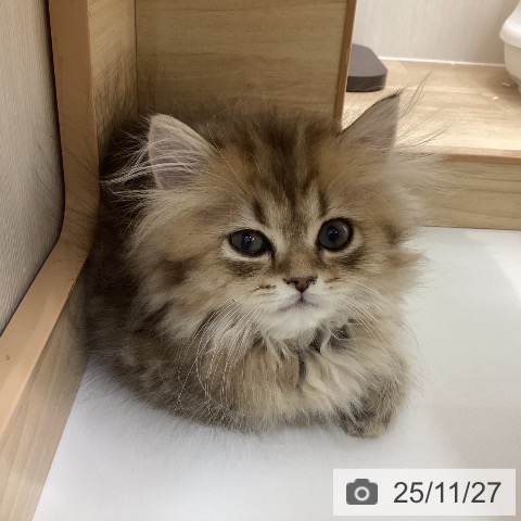 ミヌエットの写真