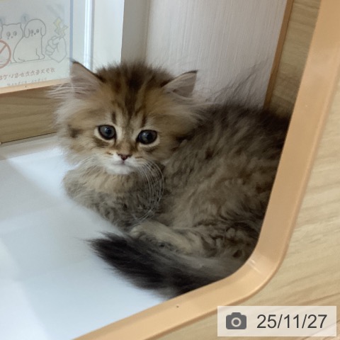 ミヌエットの写真