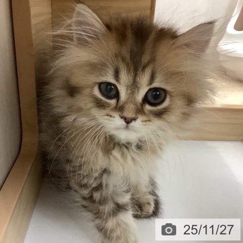 ミヌエットの写真