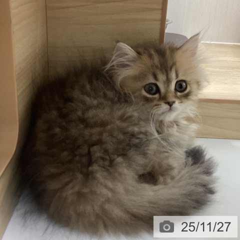 ミヌエットの写真