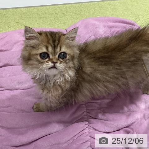 石川県のミヌエット (ペットプラス かほく店/2025年9月21日生まれ/女の子/ブラウンタビー)の子猫の3枚目の画像