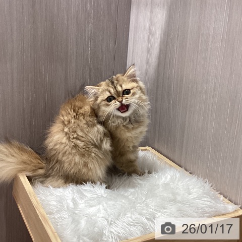 石川県のミヌエット (ペットプラス かほく店/2025年9月21日生まれ/女の子/ブラウンタビー)の子猫の3枚目の画像