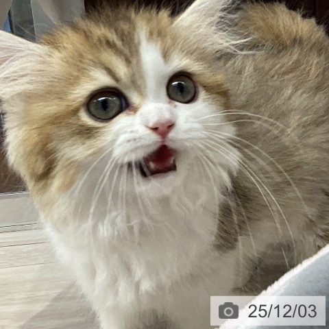 愛知県のミヌエット (ペットプラス イオンモール長久手店/2025年9月21日生まれ/女の子/ブラウンタビーホワイト)の子猫の4枚目の画像