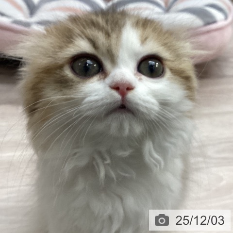 愛知県のミヌエット (ペットプラス イオンモール長久手店/2025年9月21日生まれ/女の子/ブラウンタビーホワイト)の子猫の3枚目の画像