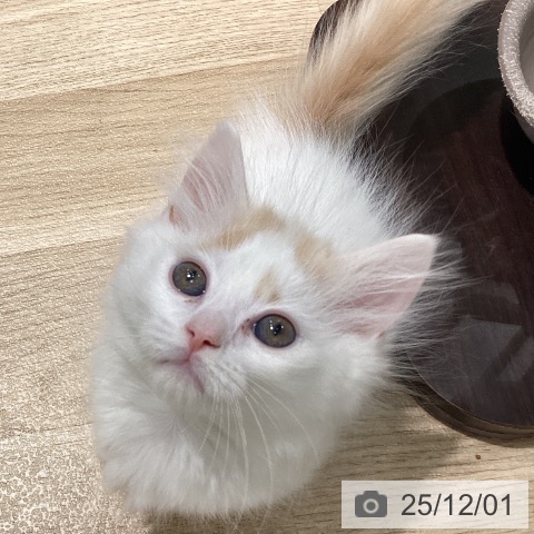 三重県のミヌエット (ペットプラス 鈴鹿店/2025年9月21日生まれ/男の子/クリームタビーホワイト)の子猫の4枚目の画像